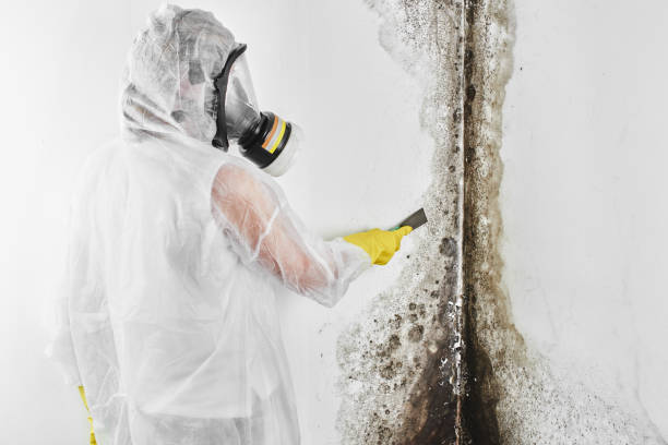Best Basement Mold Remediation in Abilene, TX