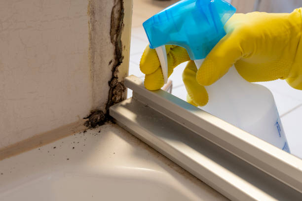 Best Black Mold Remediation in Abilene, TX