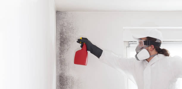 Best Emergency Mold Remediation in Abilene, TX
